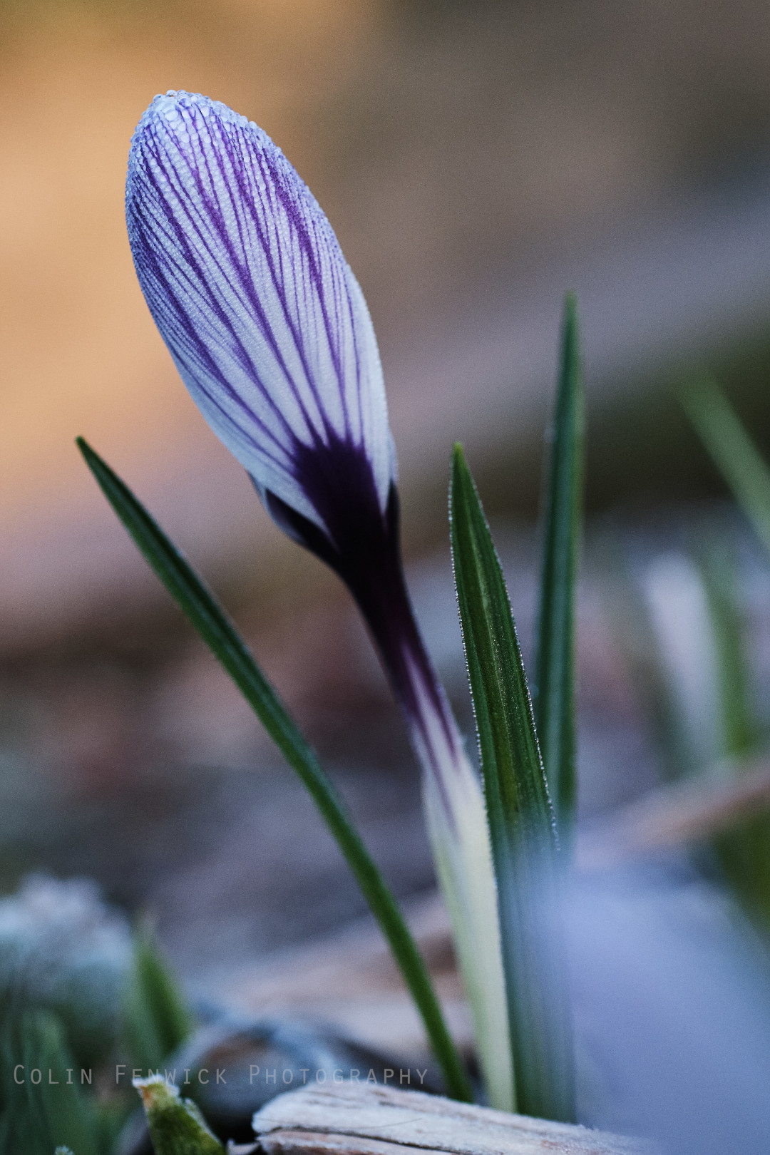 Crocus Flower