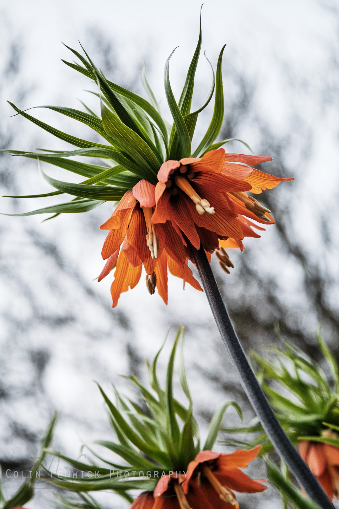 Crown Imperial Lily flowers