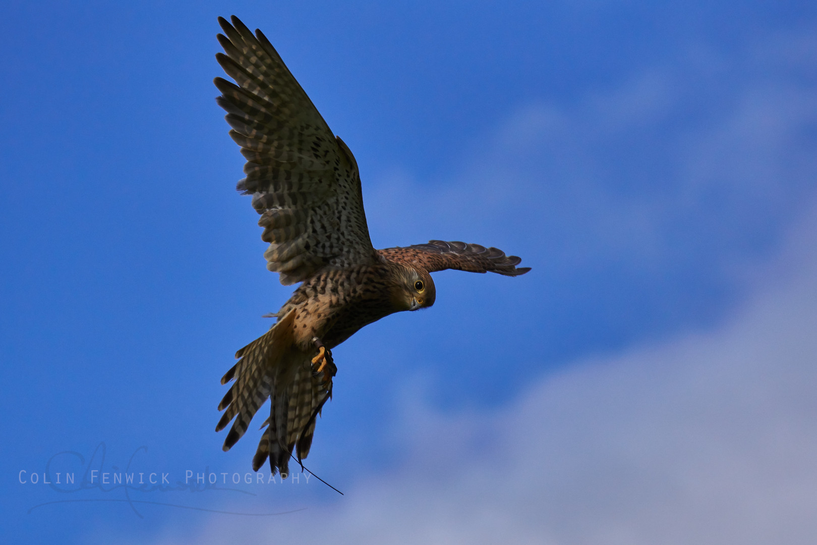 Kestrel Hovering