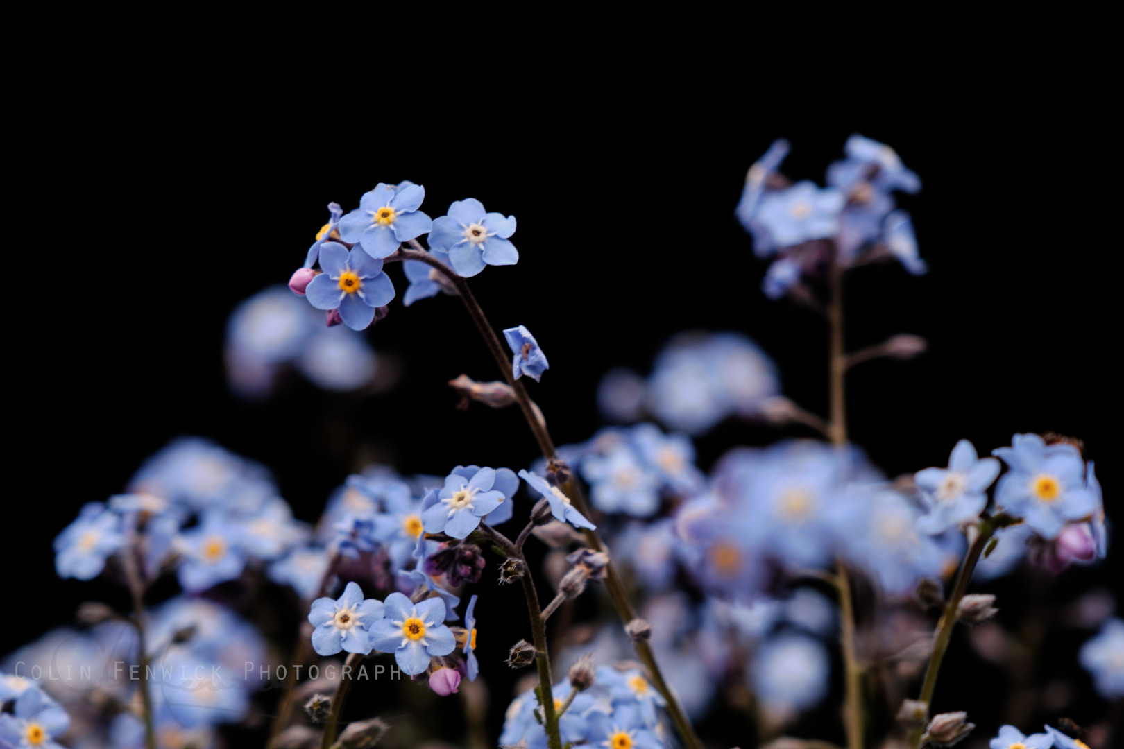 Forget Me Not flowers