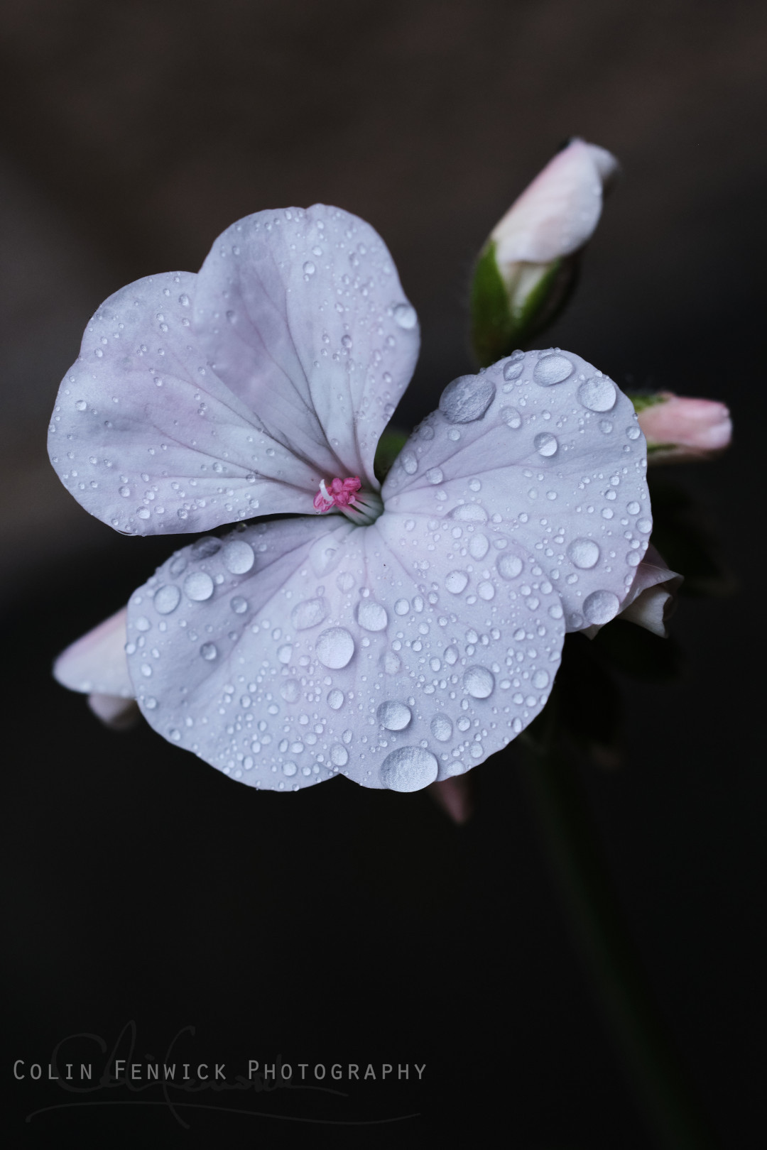 Geranium flower