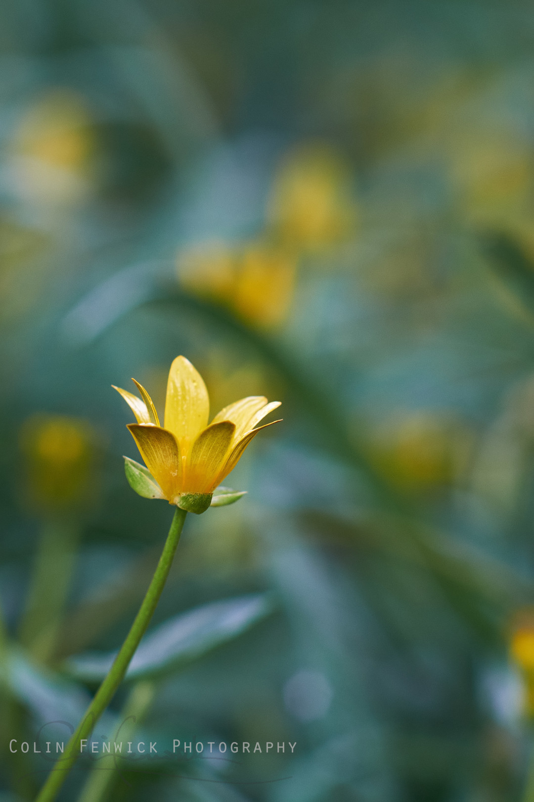 Lesser Celandine flower