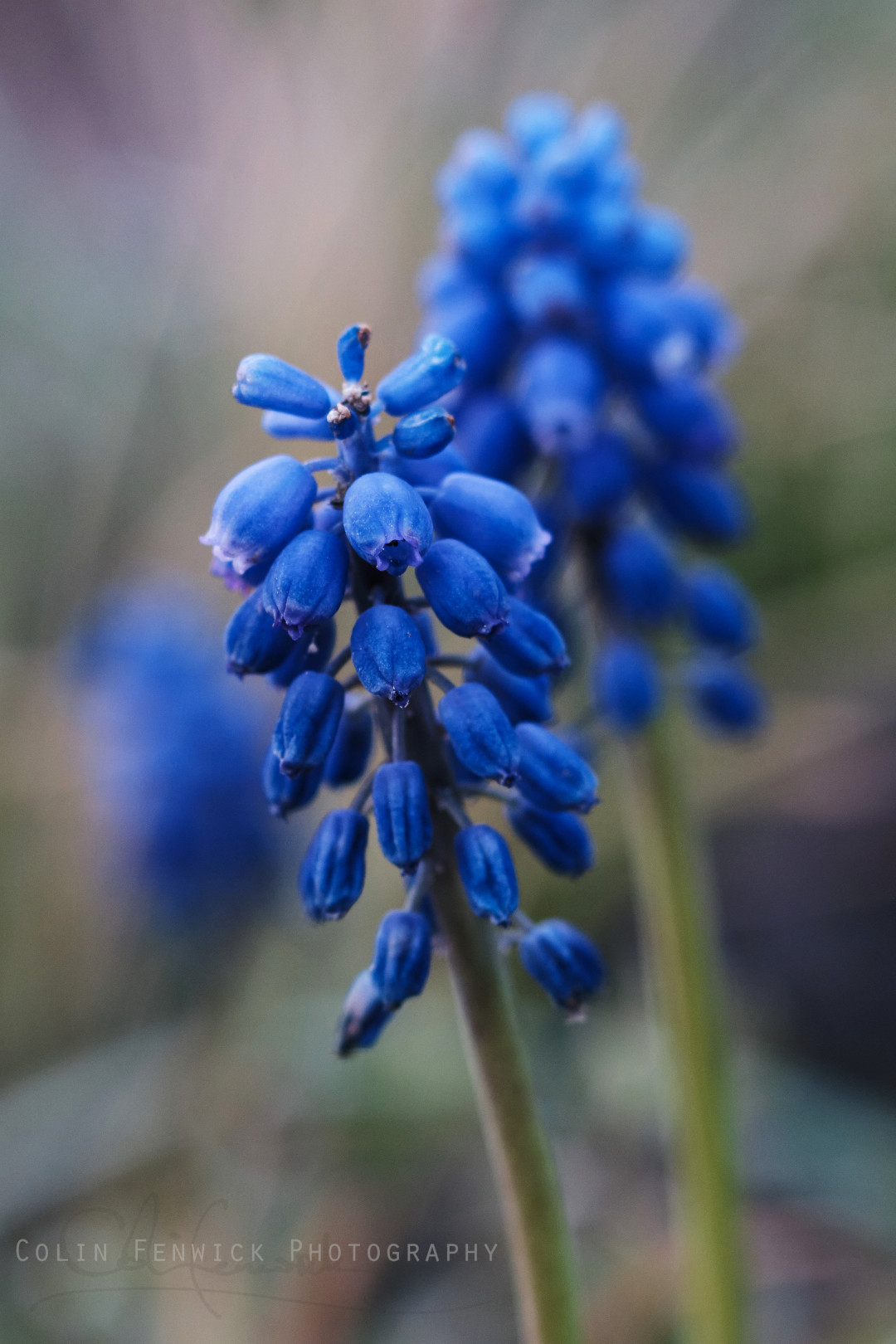 Muscari flower