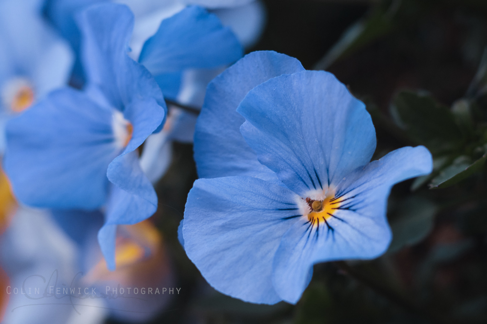 Blue Pansies