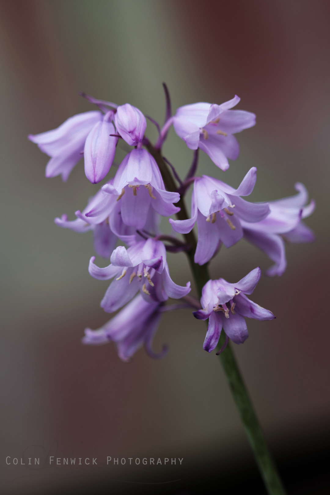Pink Bluebells