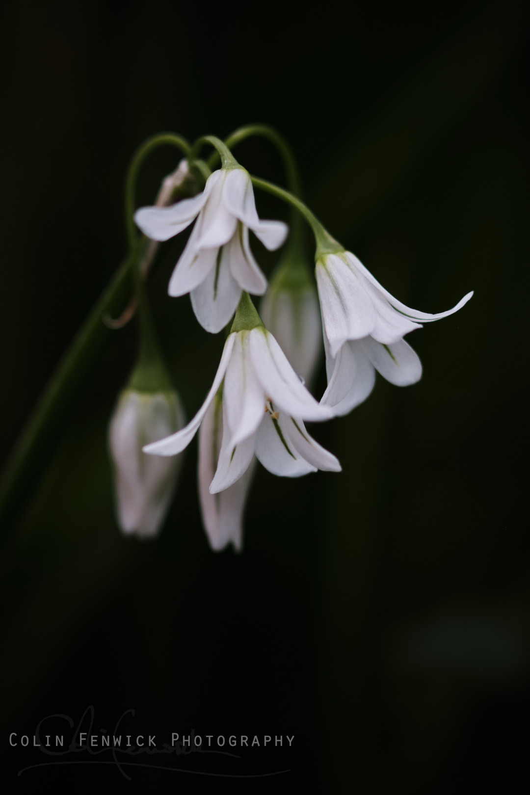 Three Cornered Leek flower