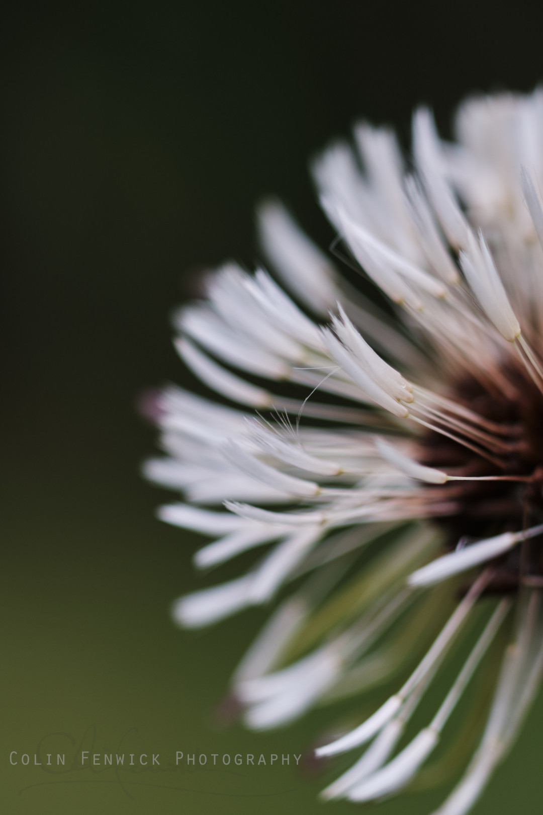 Dandelion Clock