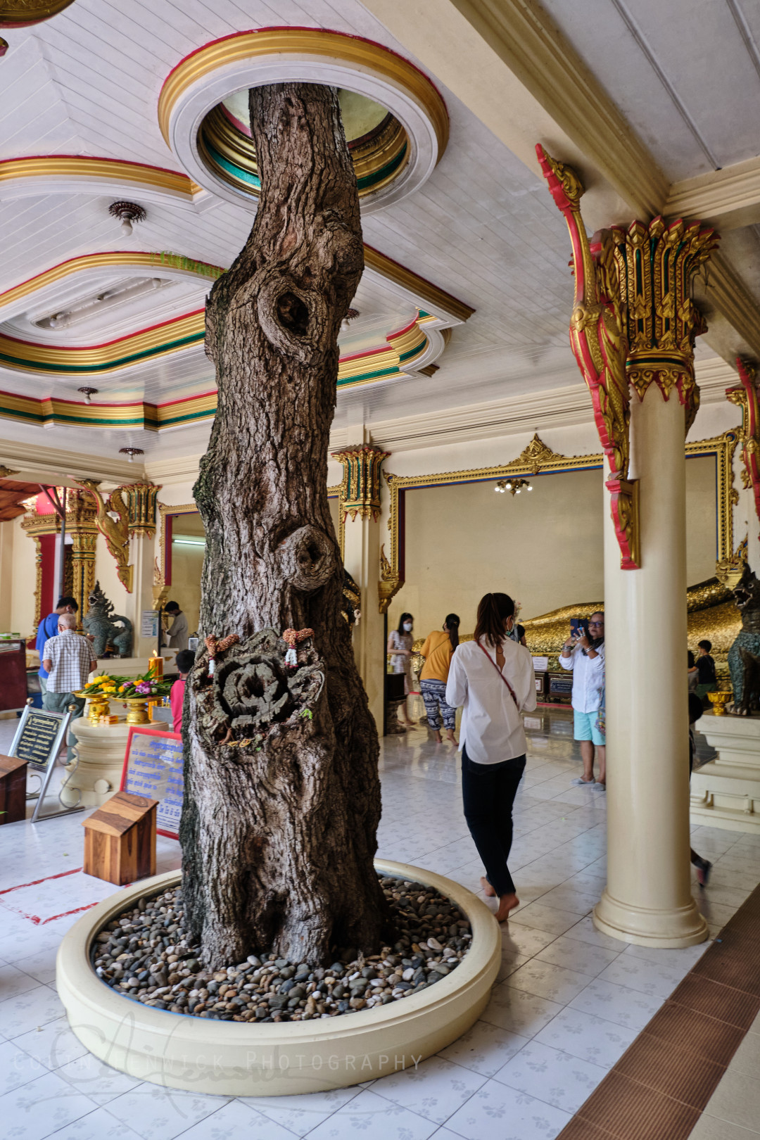 Tamarind Tree at Wat Pa Pradu