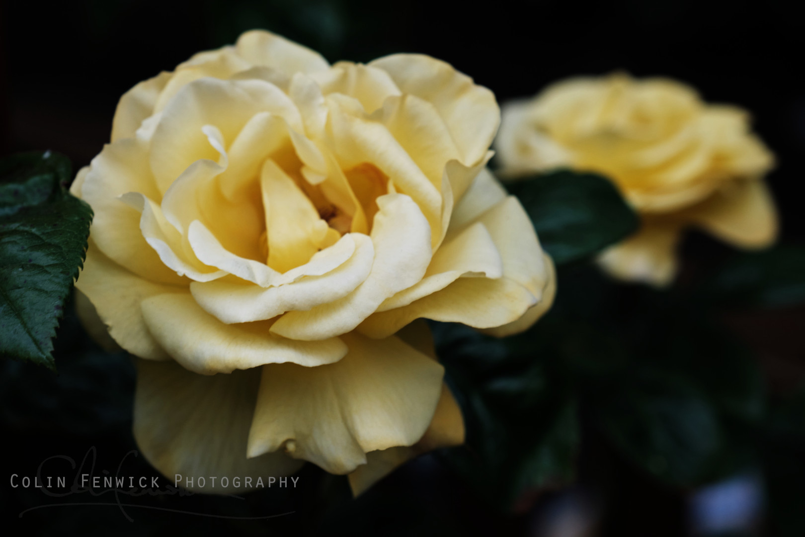 Yellow Rose
