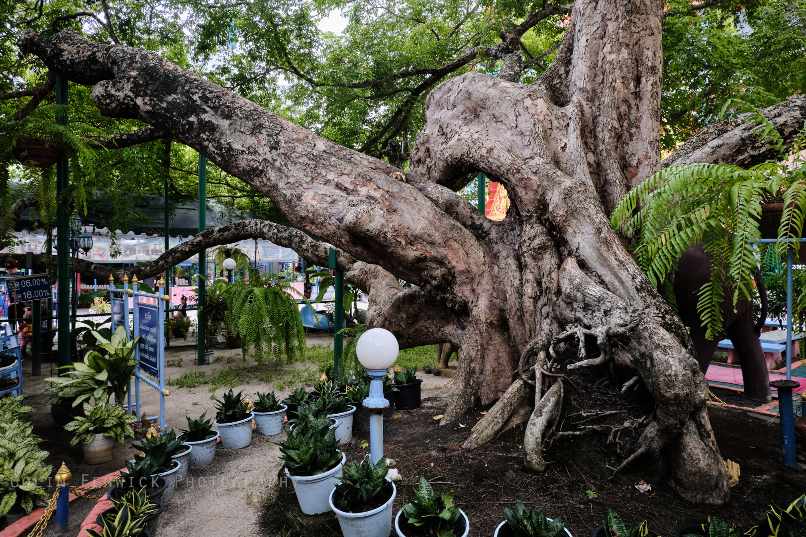 Satue Tree at Wat Lum Mahachai Chumpon