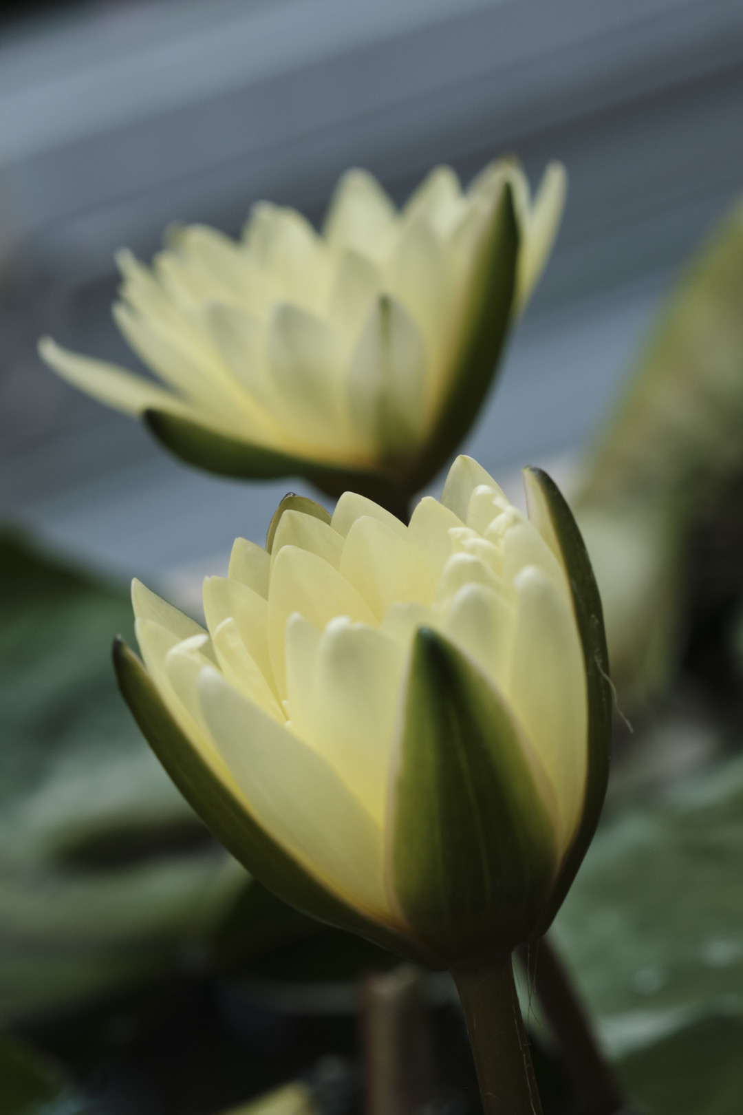 Yellow Lotus blossom