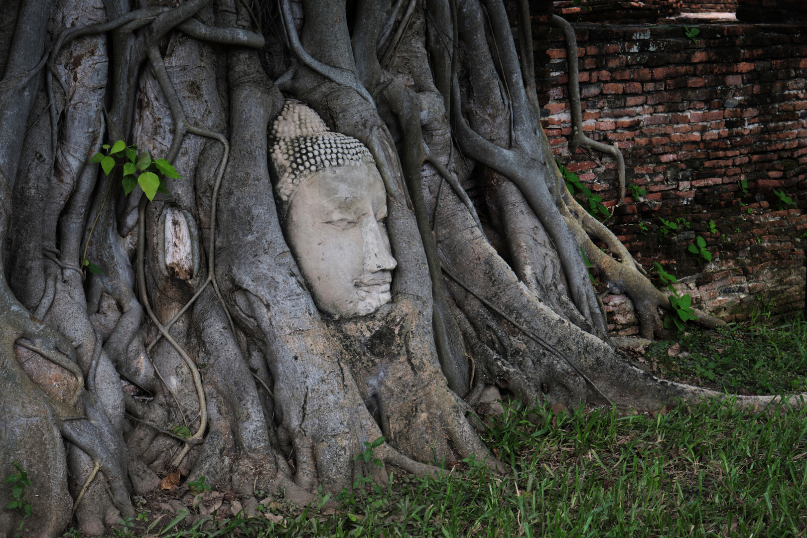 The Buddha's head, Wat mahathat, Ayutthaya